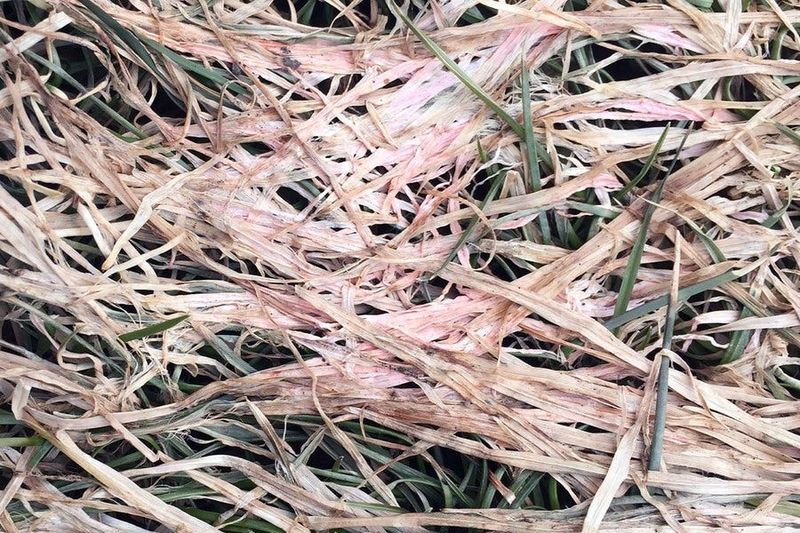 Pink Snow Mold