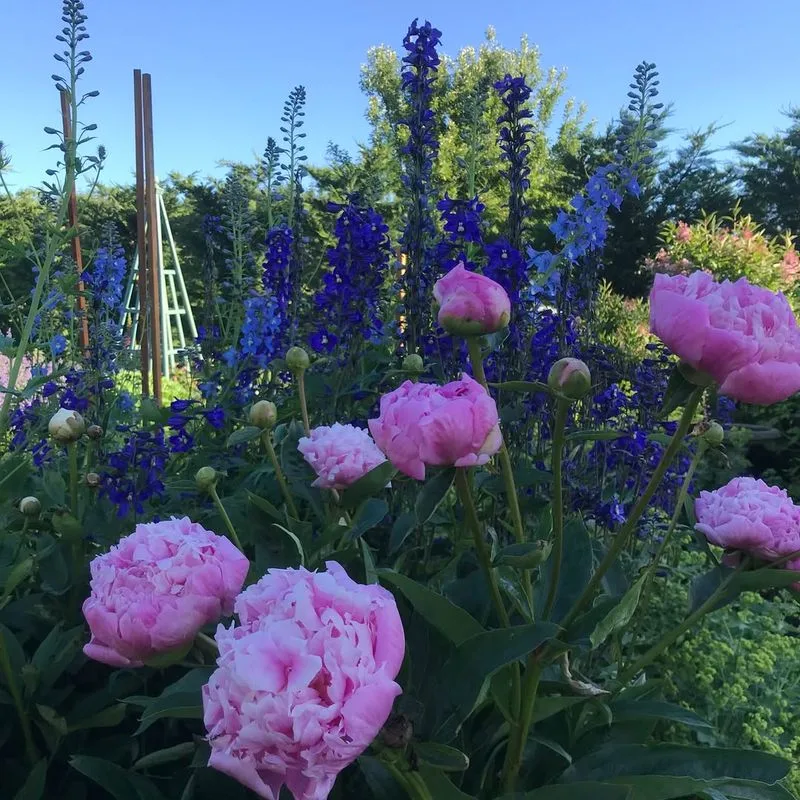 Pink and Purple: Romantic Elegance