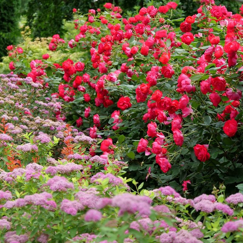 Pink and Red: Passionate Romance