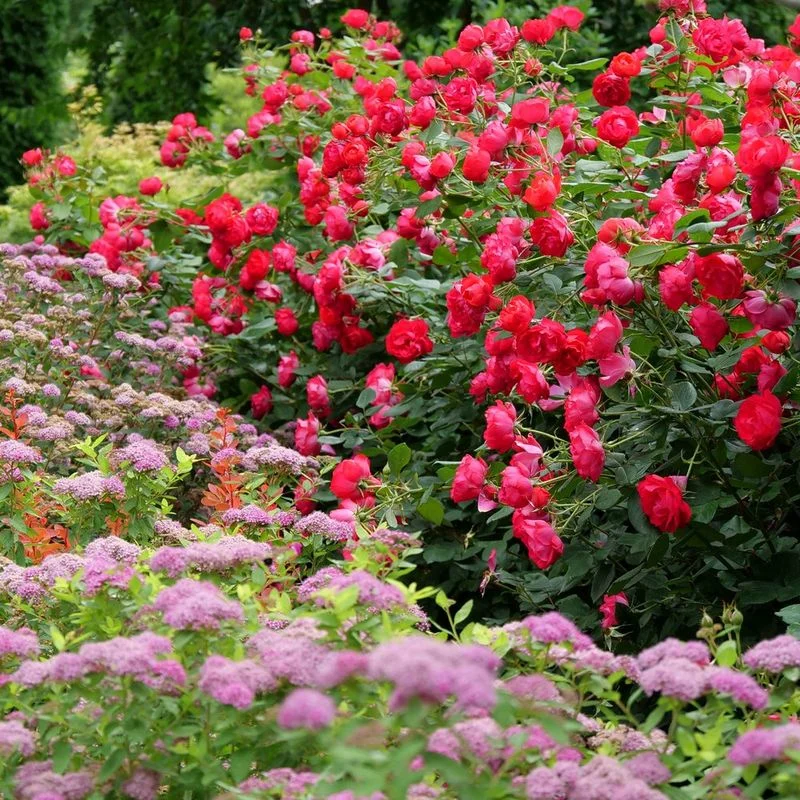 Pink and Red: Passionate Romance