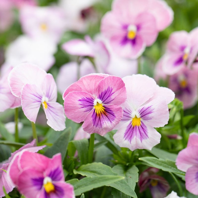 Pink and Yellow: Cheerful Delight