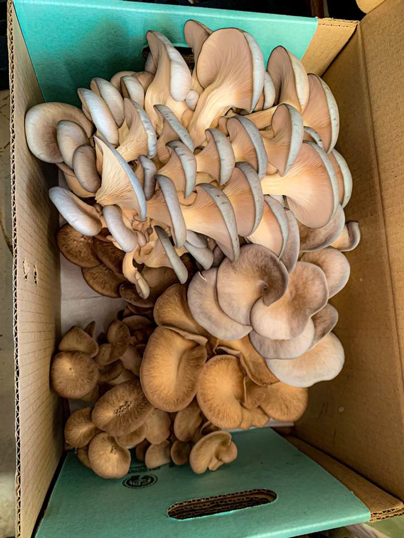 Pioppino Mushroom
