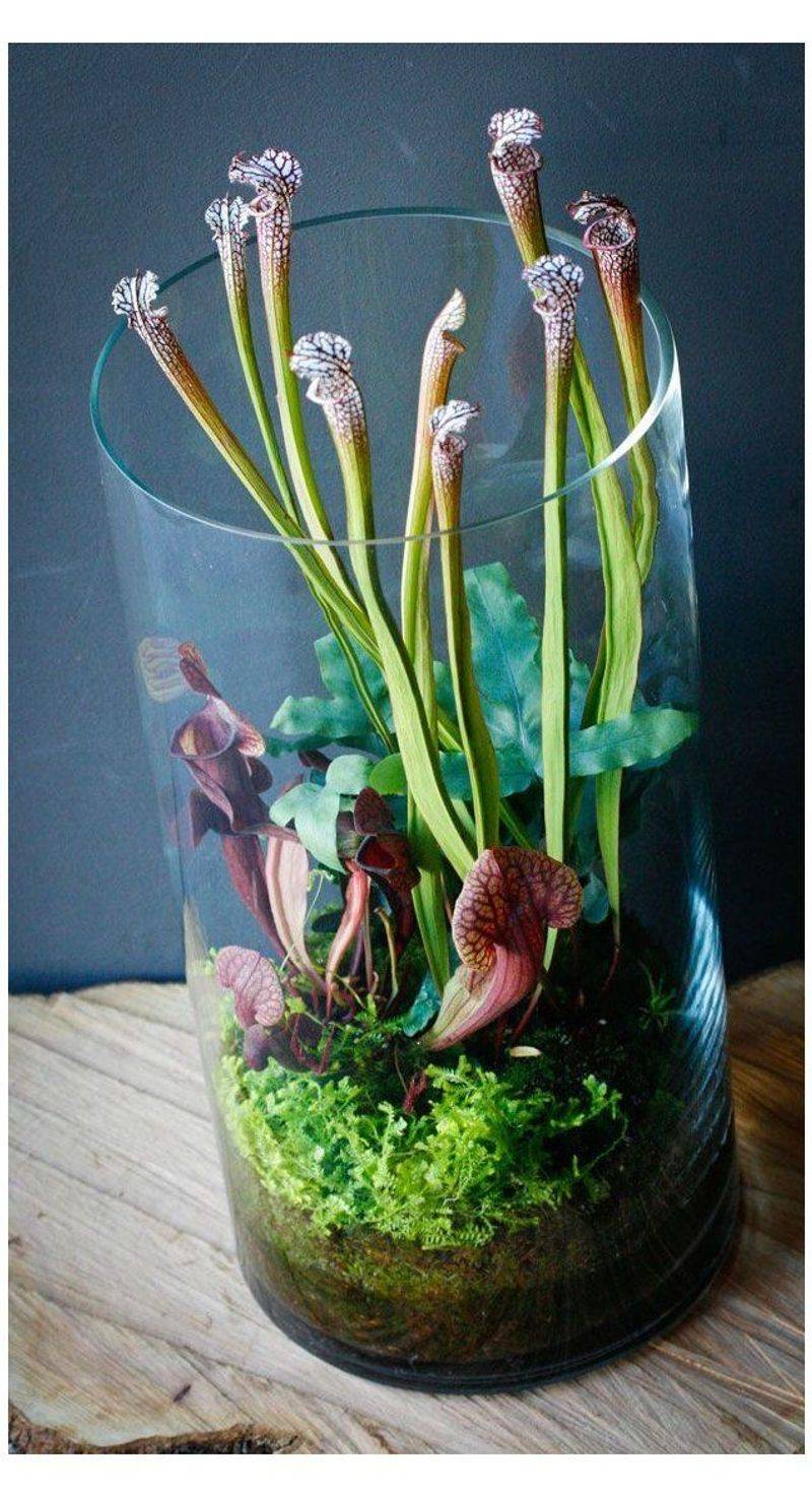 Pitcher Plant