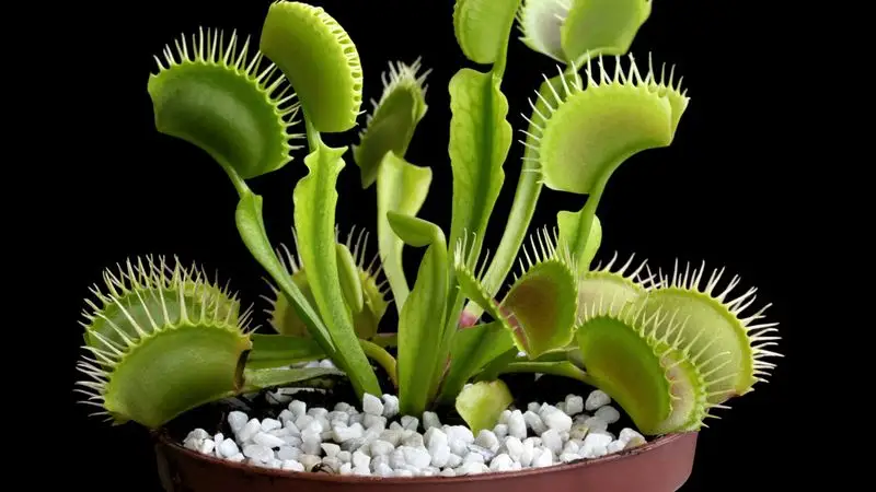 Pitcher Plant