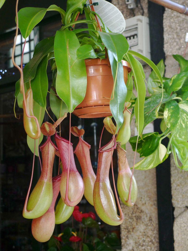 Pitcher Plant