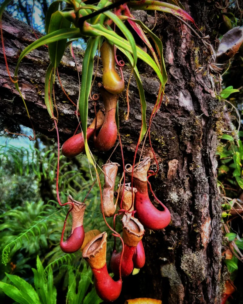 Pitcher Plant Leaf
