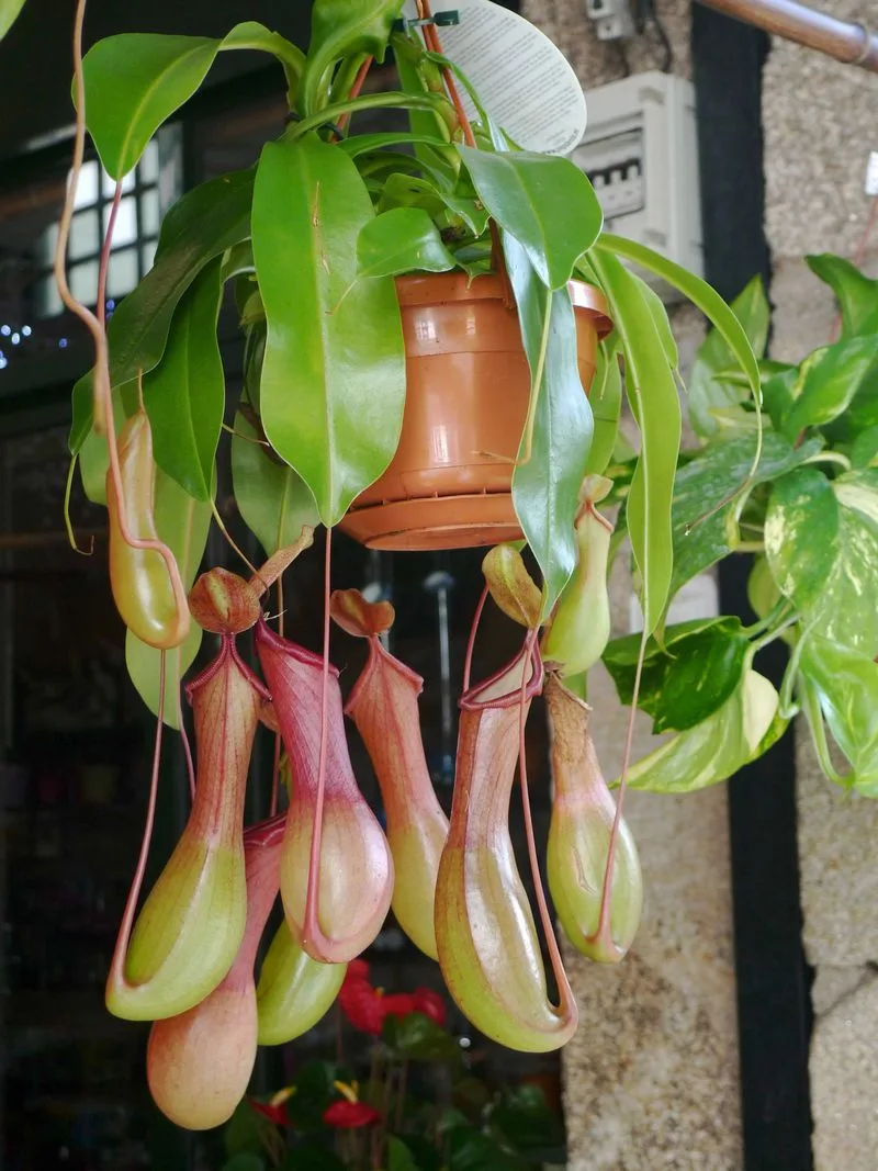 Pitcher Plant
