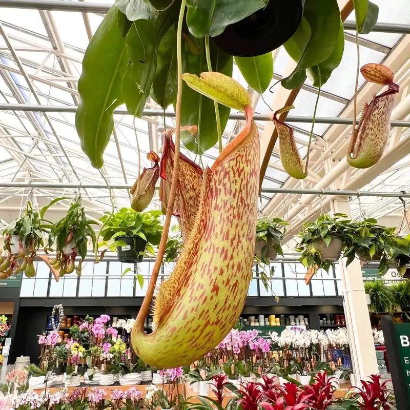 Pitcher Plant’s Luring Techniques