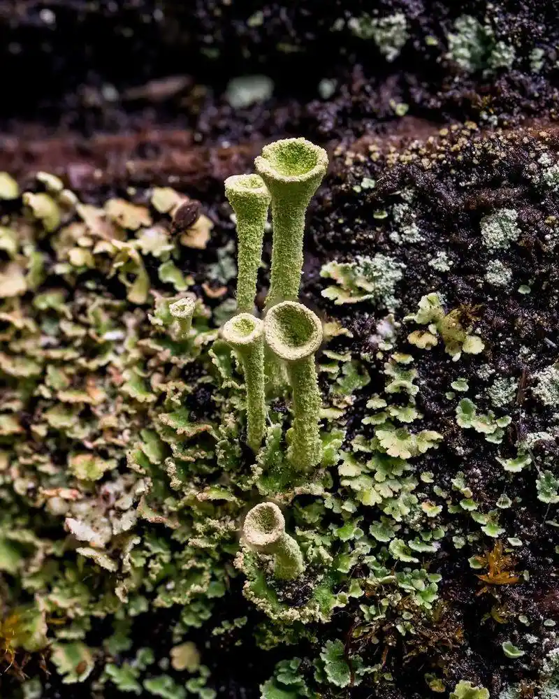 Pixie Moss