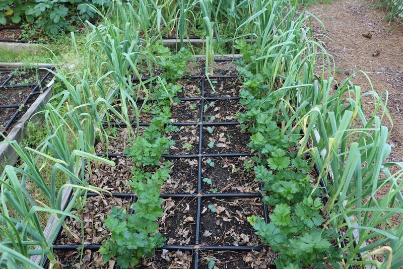 Plan for Succession Planting