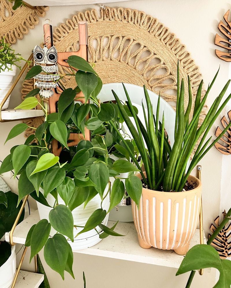 Plant Care Corner