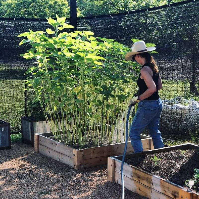 Plant Cover Crops