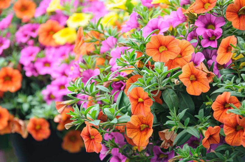 Plant Summer Annuals
