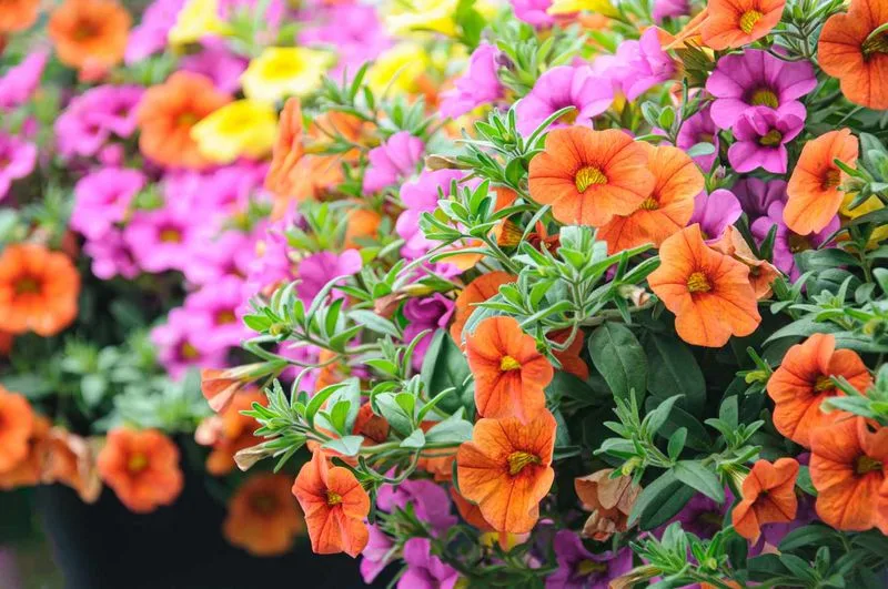 Plant Summer Annuals