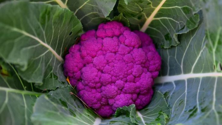 Plant These 10 Colorful Crops and Pick These 5 Before It’s Too Late