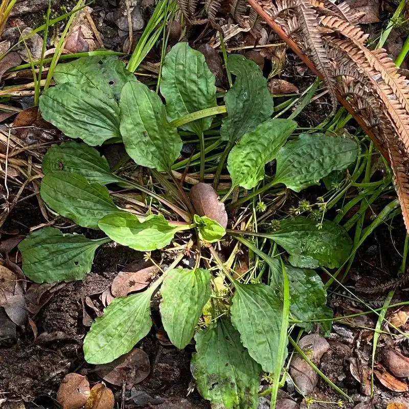Plantain