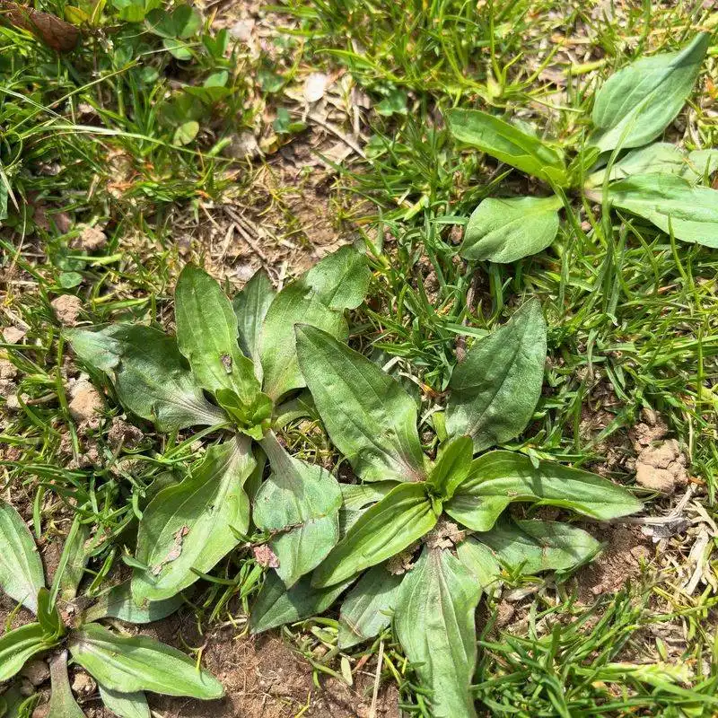 Plantain: The Healer's Herb