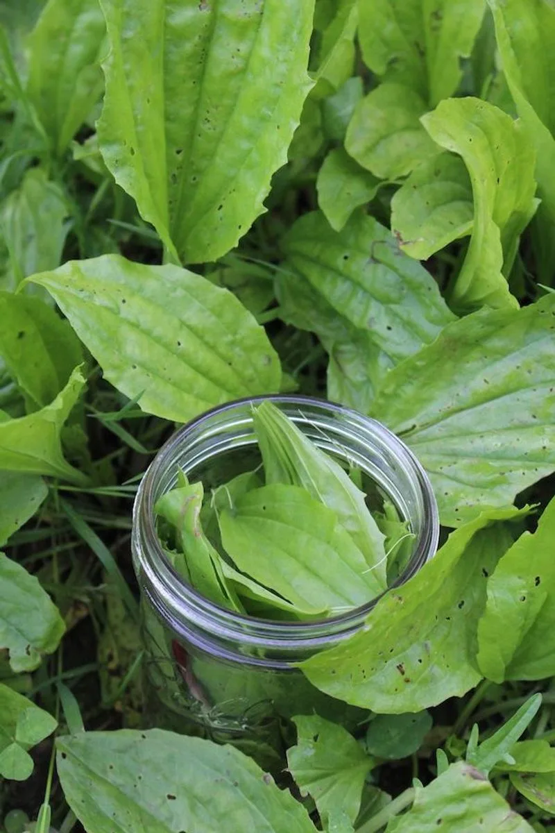 Plantain