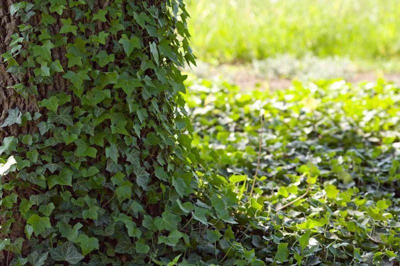 Planting Invasive Species