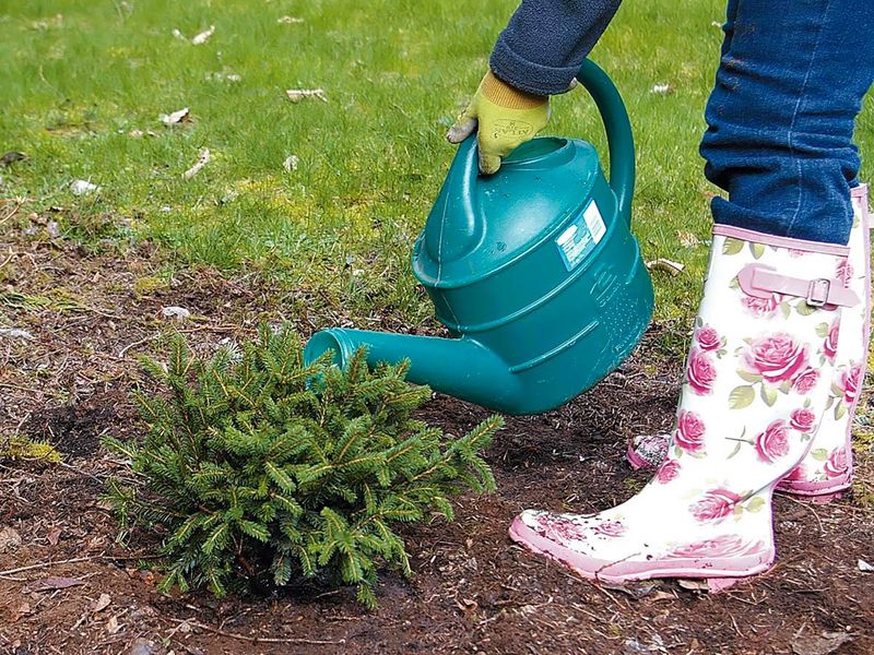 Planting Out of Season