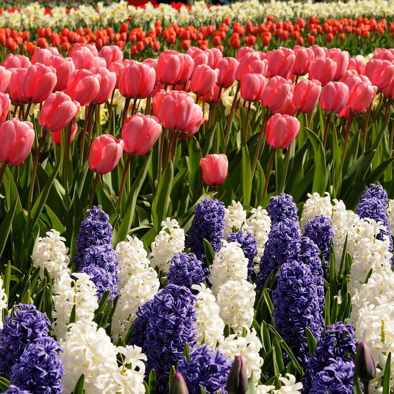 Planting Seasonal Bulbs