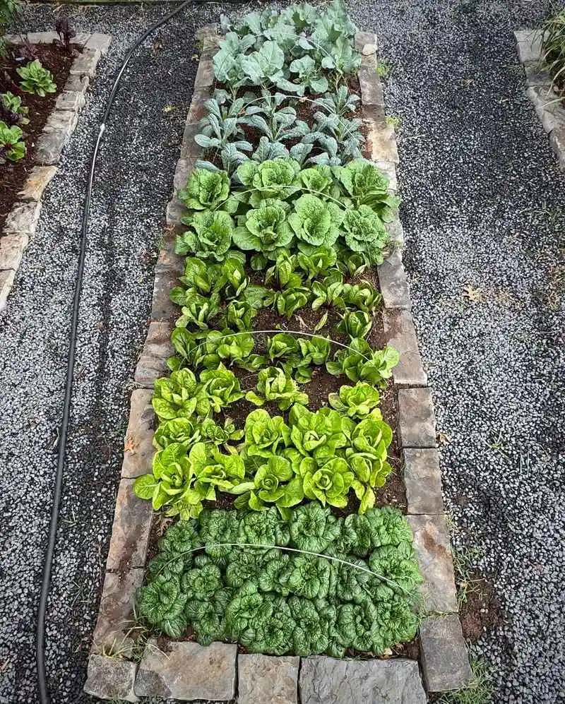Planting Too Deep