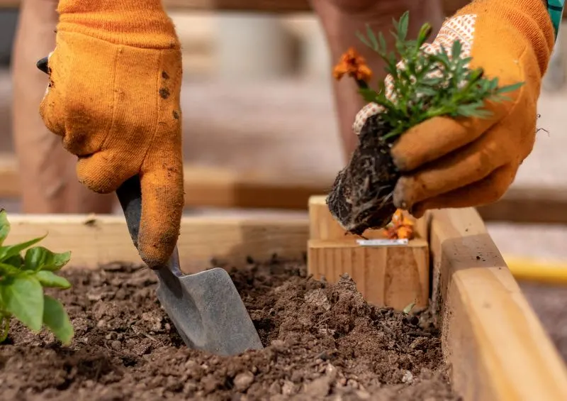 Planting at the Right Time