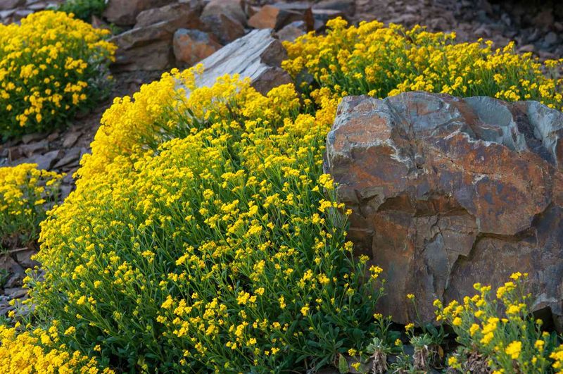Planting in Clusters