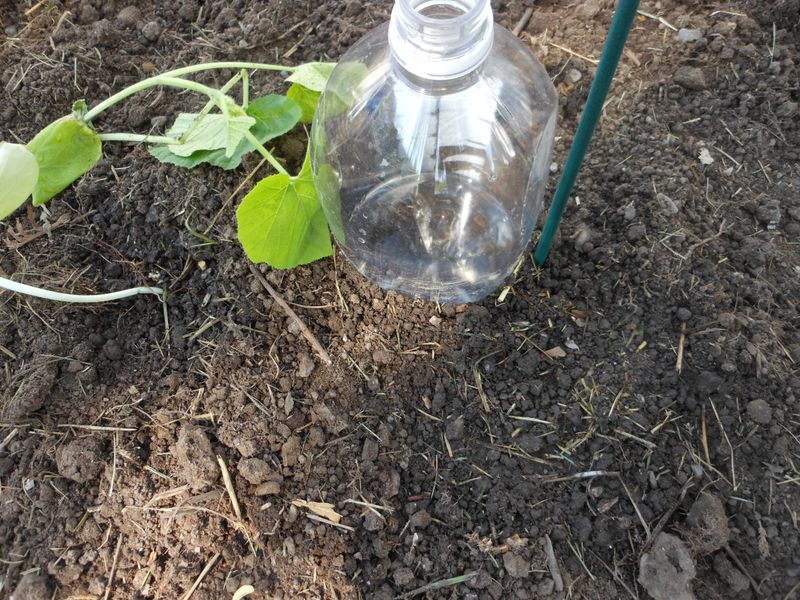 Plastic Bottle Drip Irrigation