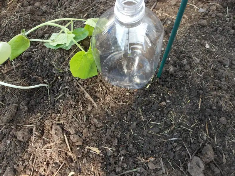 Plastic Bottle Drip Irrigation