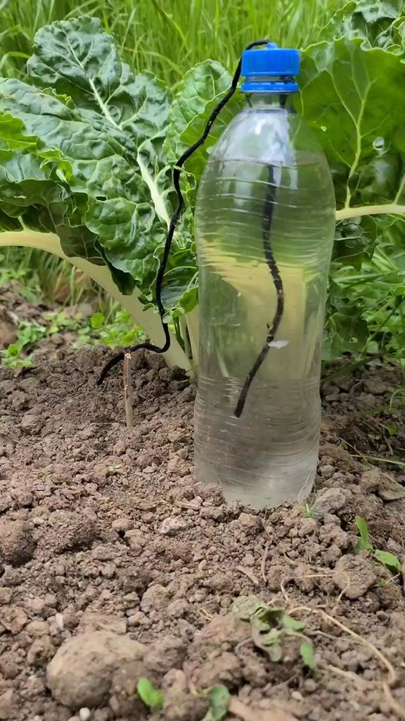 Plastic Bottle Drip Irrigation