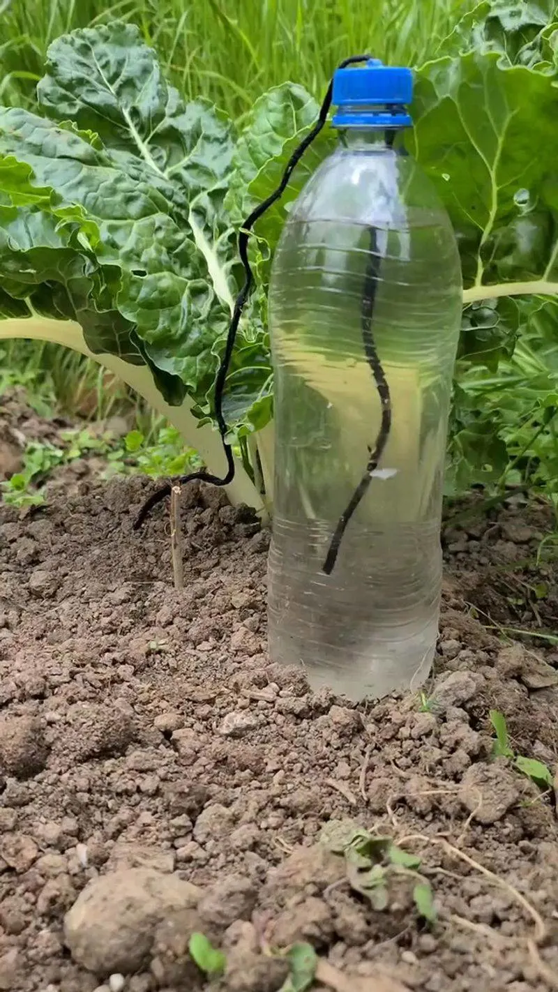 Plastic Bottle Drip Irrigation