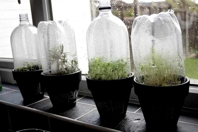 Plastic Bottle Greenhouse