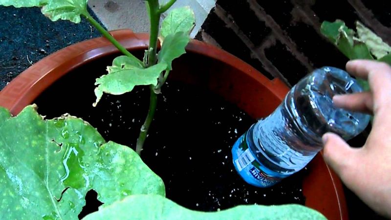 Plastic Bottle Watering Globes
