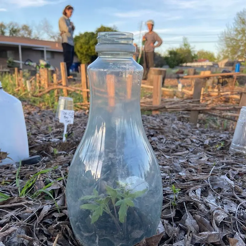 Plastic Bottle as a Cloche