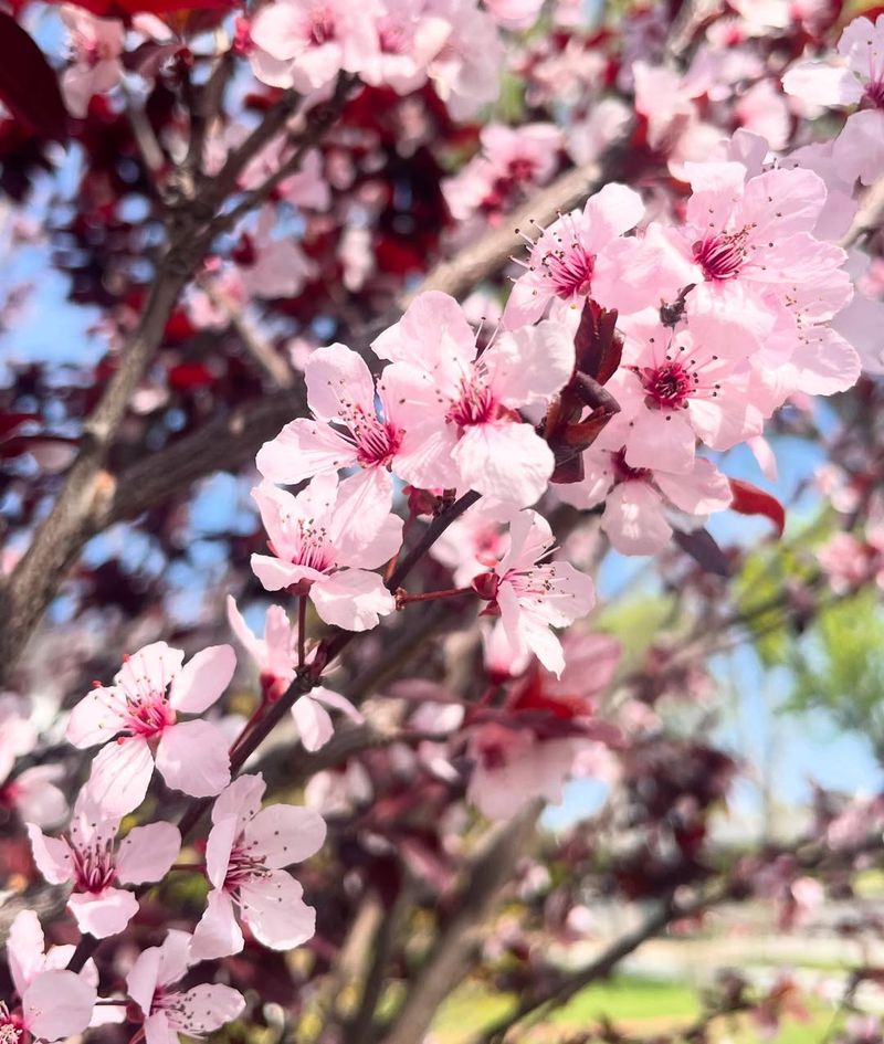 Plum Tree
