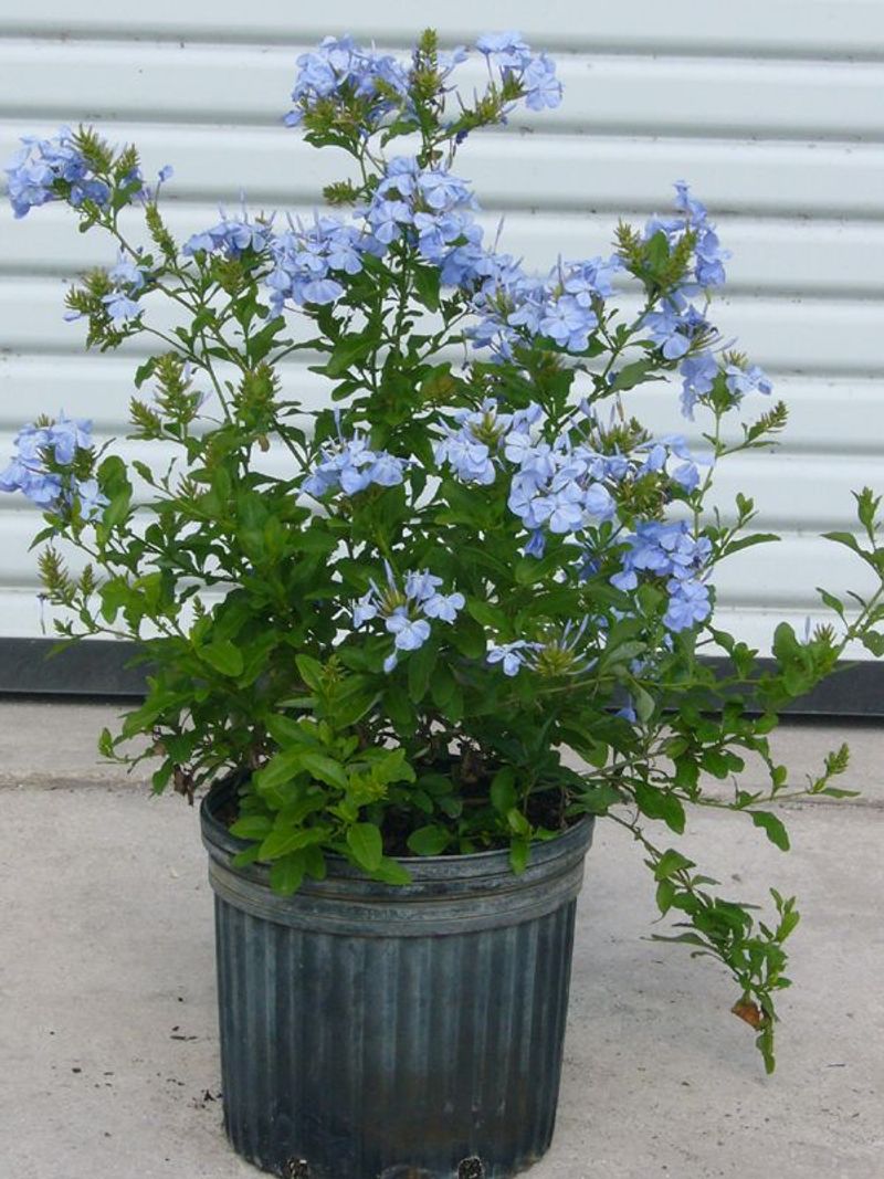 Plumbago