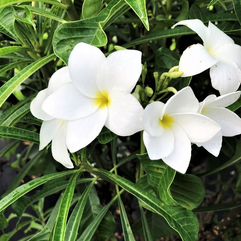Plumeria