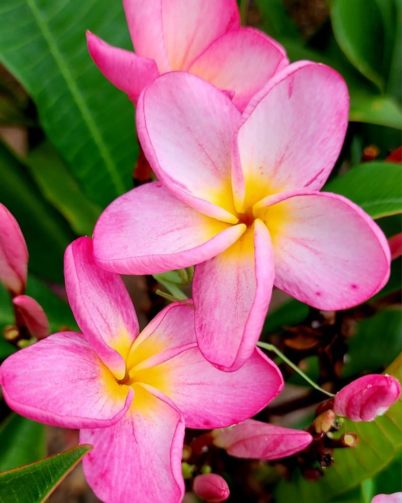 Plumeria