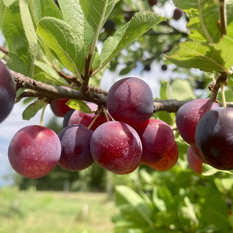 Plums