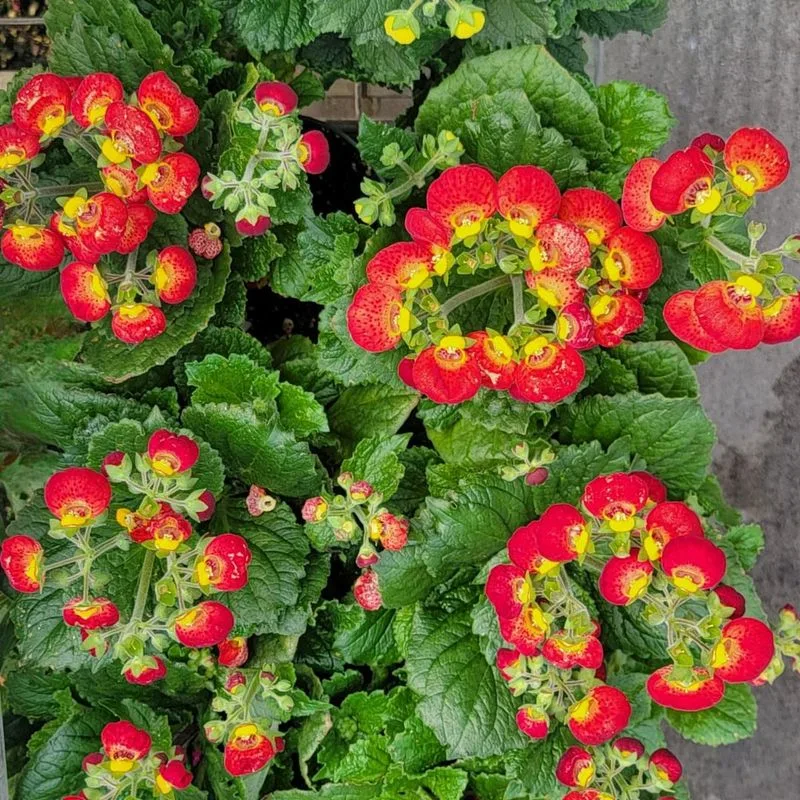 Pocketbook Plant