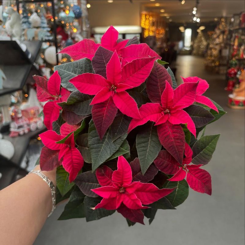 Poinsettias