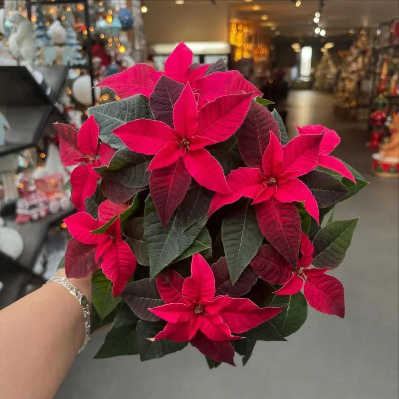 Poinsettias