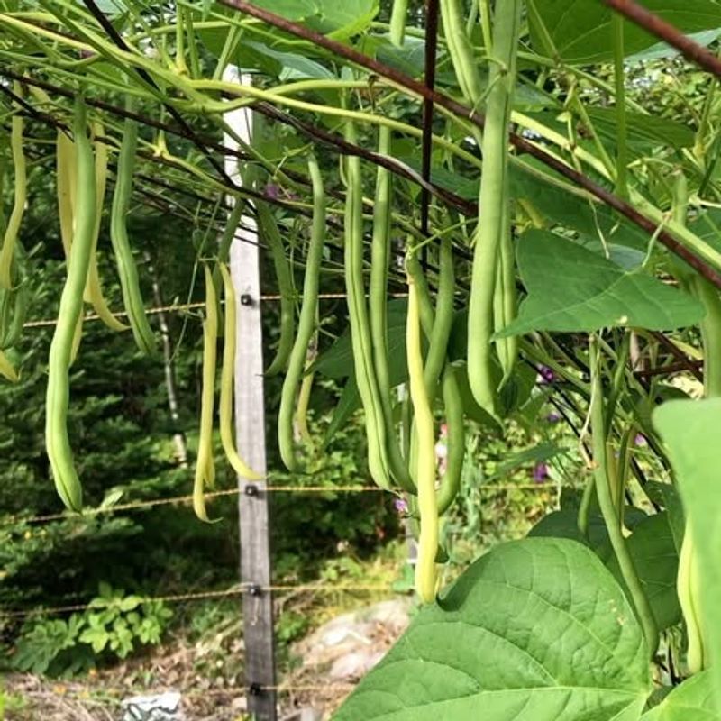 Pole Beans