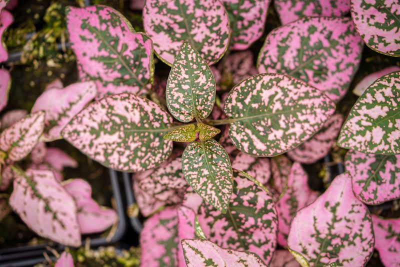 Polka Dot Plant