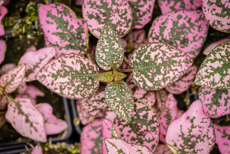 Polka Dot Plant