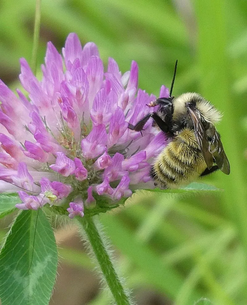 Pollinator Haven