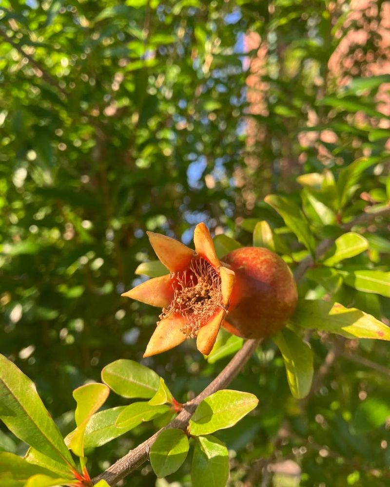 Pomegranate