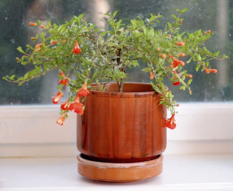 Pomegranate Tree