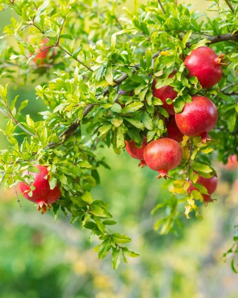 Pomegranate